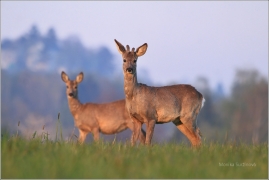 <p>SRNEC OBECNÝ (Capreolus capreolus) Šluknovsko - Jiříkov (European roe deer / Reh</p>